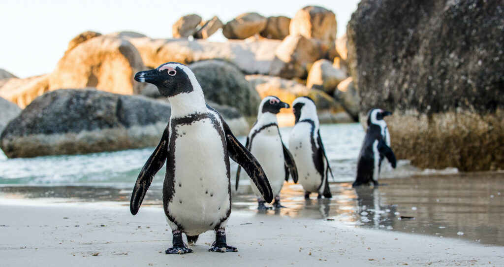 Boulders Beach African Pinguin
